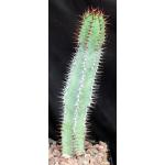 Euphorbia not virosa 5-inch pots