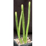 Euphorbia nubigena var. rutilans 5-inch pots