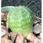 Euphorbia obesa 2-inch pots