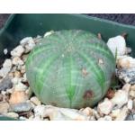 Euphorbia obesa 4-inch pots