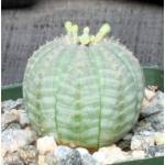 Euphorbia obesa 4-inch pots
