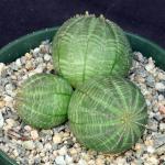 Euphorbia obesa (multiheaded) 6-inch pots