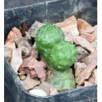 Euphorbia obesa (multiheaded) 2-inch pots