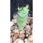 Euphorbia opuntioides 2-inch pots