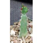 Euphorbia opuntioides 4-inch pots