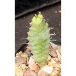 Euphorbia opuntioides 2-inch pots
