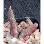 Euphorbia platyclada 2-inch pots
