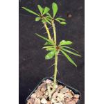 Euphorbia pedilanthoides 2-inch pots