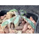 Euphorbia pedilanthoides 2-inch pots