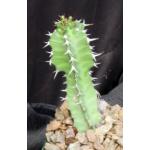 Euphorbia perangusta 4-inch pots