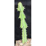 Euphorbia perangusta 5-inch pots