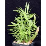 Euphorbia persistentifolia 5-inch pots