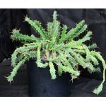 Euphorbia persistens 2-gallon pots
