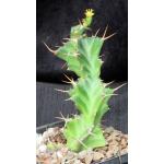 Euphorbia persistens 5-inch pots