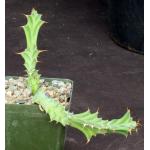 Euphorbia persistens 4-inch pots