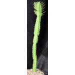 Euphorbia persistentifolia one-gallon pots