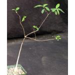 Euphorbia pervilleana 4-inch pots