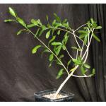 Euphorbia pervilleana one-gallon pots