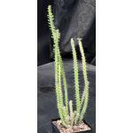 Euphorbia petraea 5-inch pots
