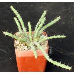Euphorbia petricola 4-inch pots