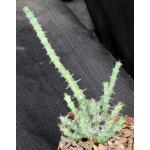 Euphorbia petricola 4-inch pots