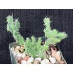 Euphorbia petricola (crest) 3-inch pots