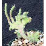 Euphorbia petricola (crest) 4-inch pots