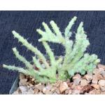 Euphorbia petricola (crest) 5-inch pots