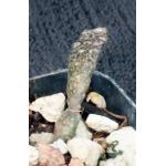 Euphorbia platyclada 2-inch pots