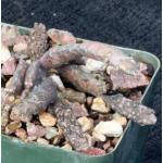 Euphorbia platyclada 4-inch pots