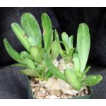 Euphorbia poisonii (3-headed) 4-inch pots