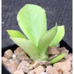 Euphorbia poisonii 2-inch pots