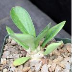 Euphorbia poisonii 4-inch pots