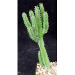 Euphorbia polyacantha 4-inch pots