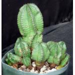 Euphorbia polygona 5-inch pots