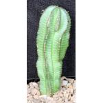 Euphorbia polygona 5-inch pots