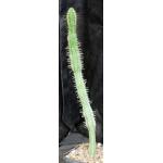 Euphorbia polygona var. exilis 5-inch pots