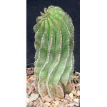 Euphorbia polygona 5-inch pots