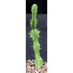 Euphorbia pseudocactus 5-inch pots