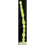 Euphorbia pseudocactus one-gallon pots