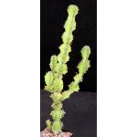 Euphorbia pseudocactus 5-inch pots