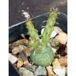 Euphorbia pseudoglobosa 2-inch pots