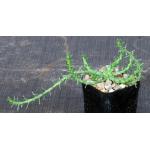 Euphorbia pugniformis 2-inch pots