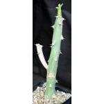 Euphorbia qarad one-gallon pots