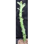 Euphorbia qarad one-gallon pots