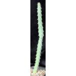 Euphorbia quadrangularis (WY 1126) 5-inch pots