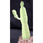 Euphorbia quadrialata 5-inch pots