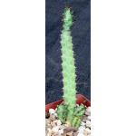 Euphorbia quadrilatera 4-inch pots