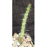 Euphorbia quadrispina 2-inch pots