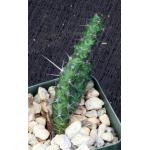 Euphorbia quadrispina 2-inch pots